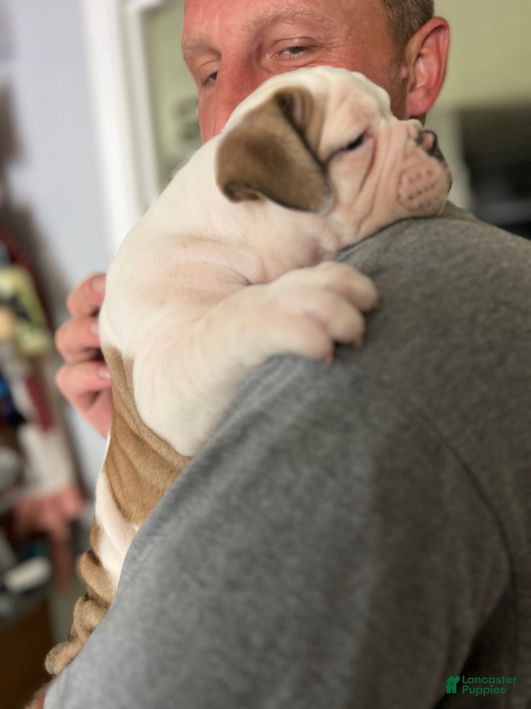 Olde English Bulldogge dogs for sale: Mlo - Image 6