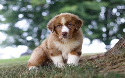 Australian Shepherd dogs for sale: Dune - Image 8