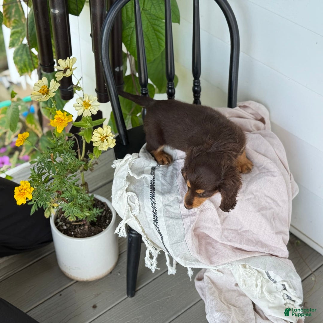 Miniature Dachshund dogs for sale: Miniature Dachshund 7 puppies - Image 23
