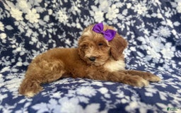 Cockapoo dogs for sale: Missy - Image 3