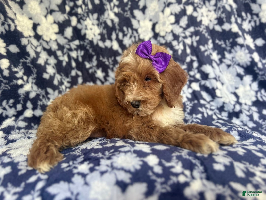Cockapoo dogs for sale: Missy - Image 3