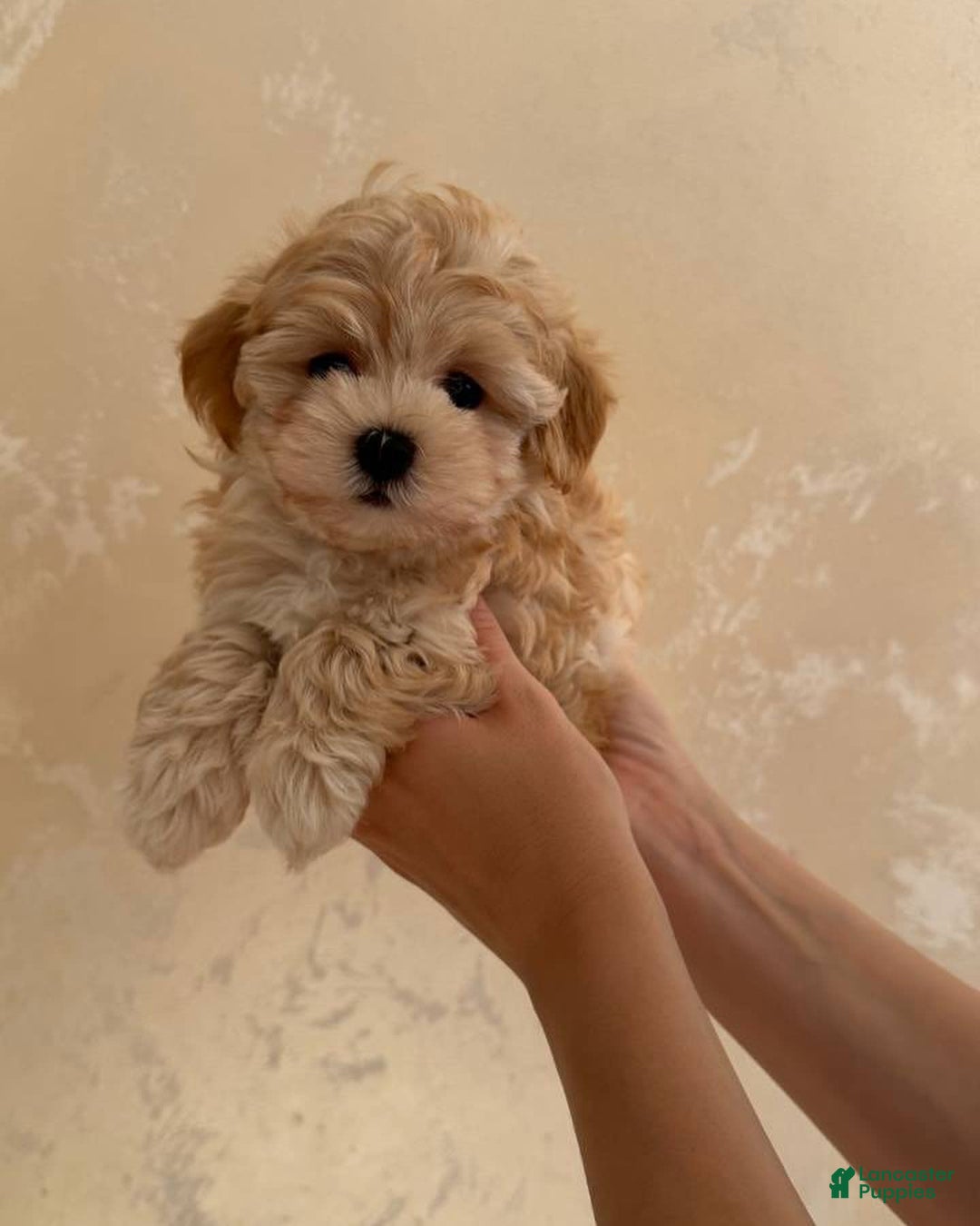 Maltipoo dogs for sale: Gani - Listing for pets: Gani, Barny - Image 5