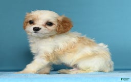 Cavachon dogs for sale: Marshmallow - Image 2
