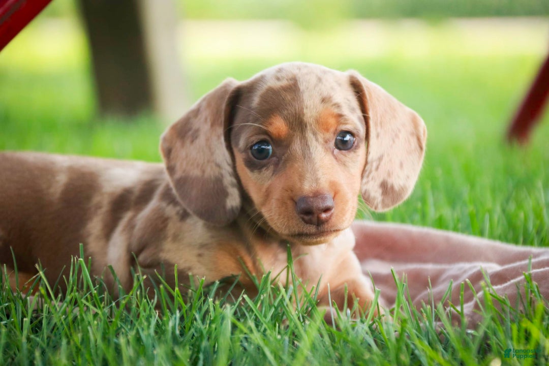 Miniature Dachshund dogs for sale: Feliz - Image 5