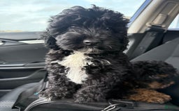 Cockapoo dogs for sale: Sage - Image 8