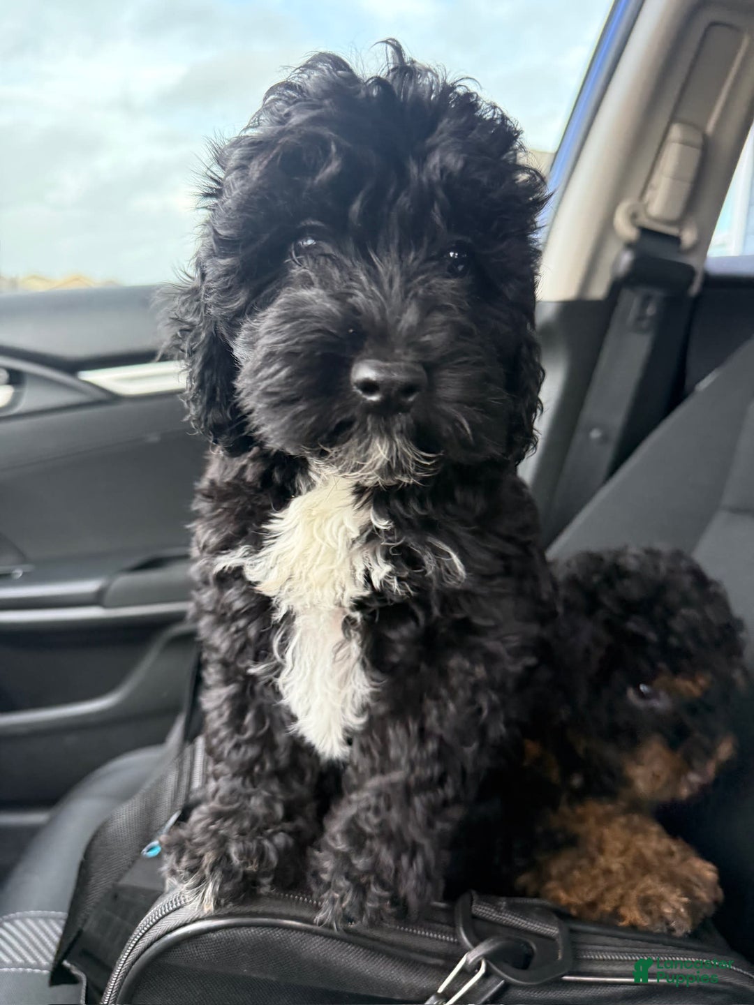 Cockapoo dogs for sale: Sage - Image 8