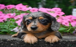 Miniature Dachshund dogs for sale: Shadow - Image 3
