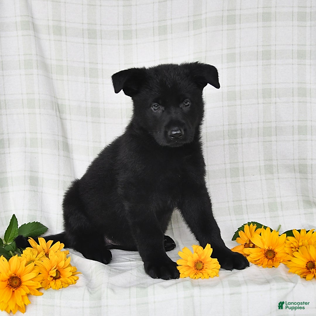 German Shepherd dogs for sale: Jubilee - Image 4