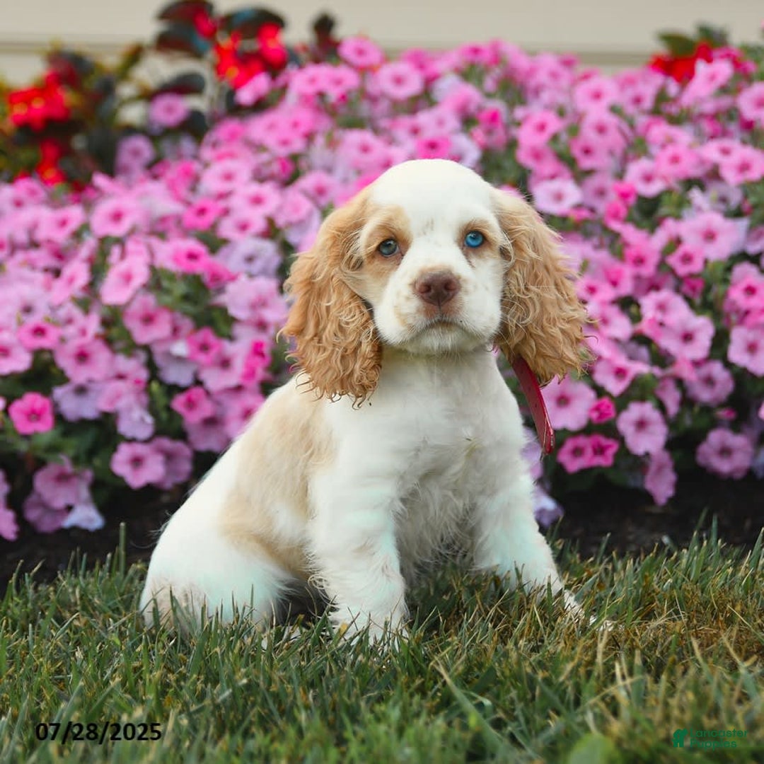Cocker Spaniel dogs for sale: Reba - Image 2