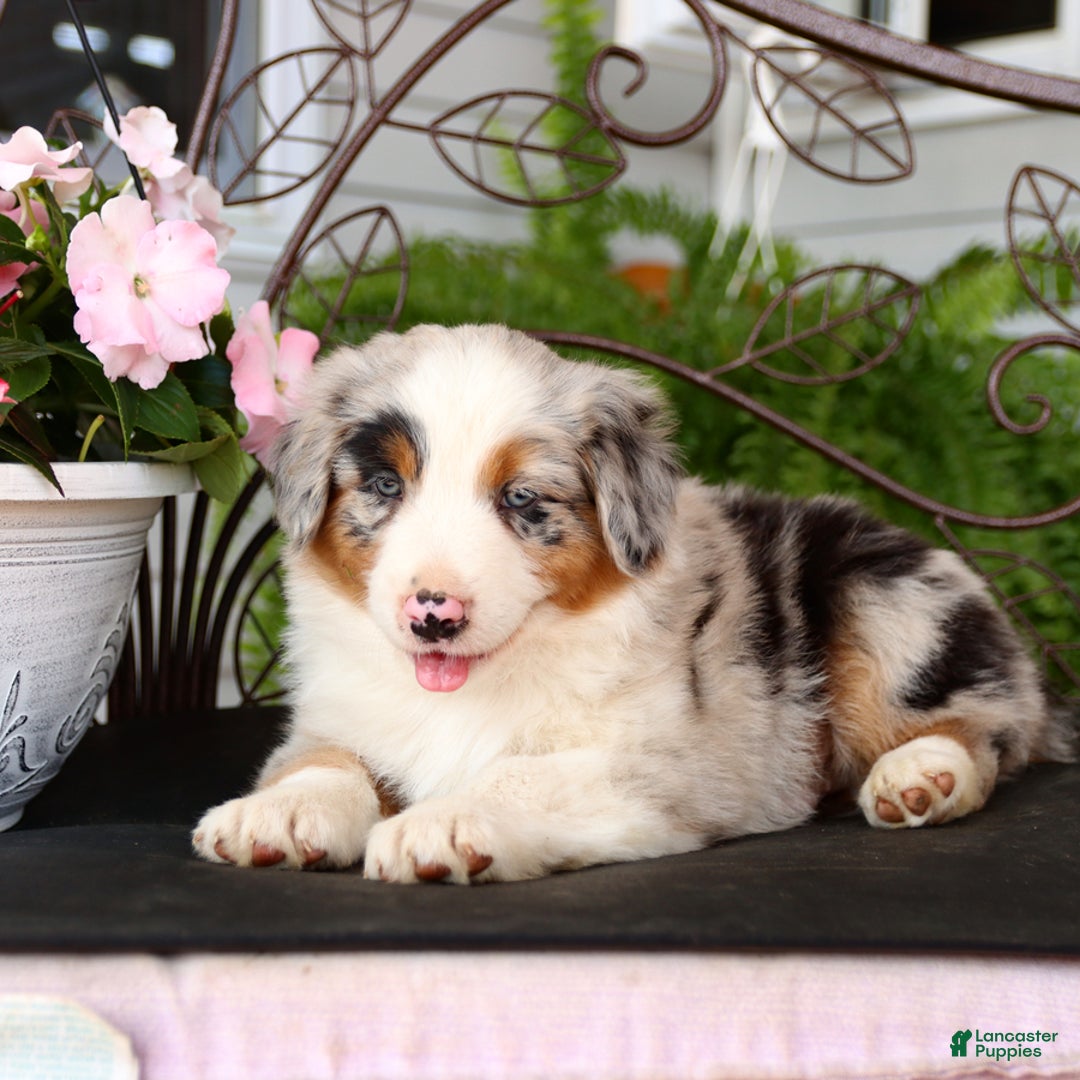 Australian Shepherd dogs for sale: Tip - Image 2