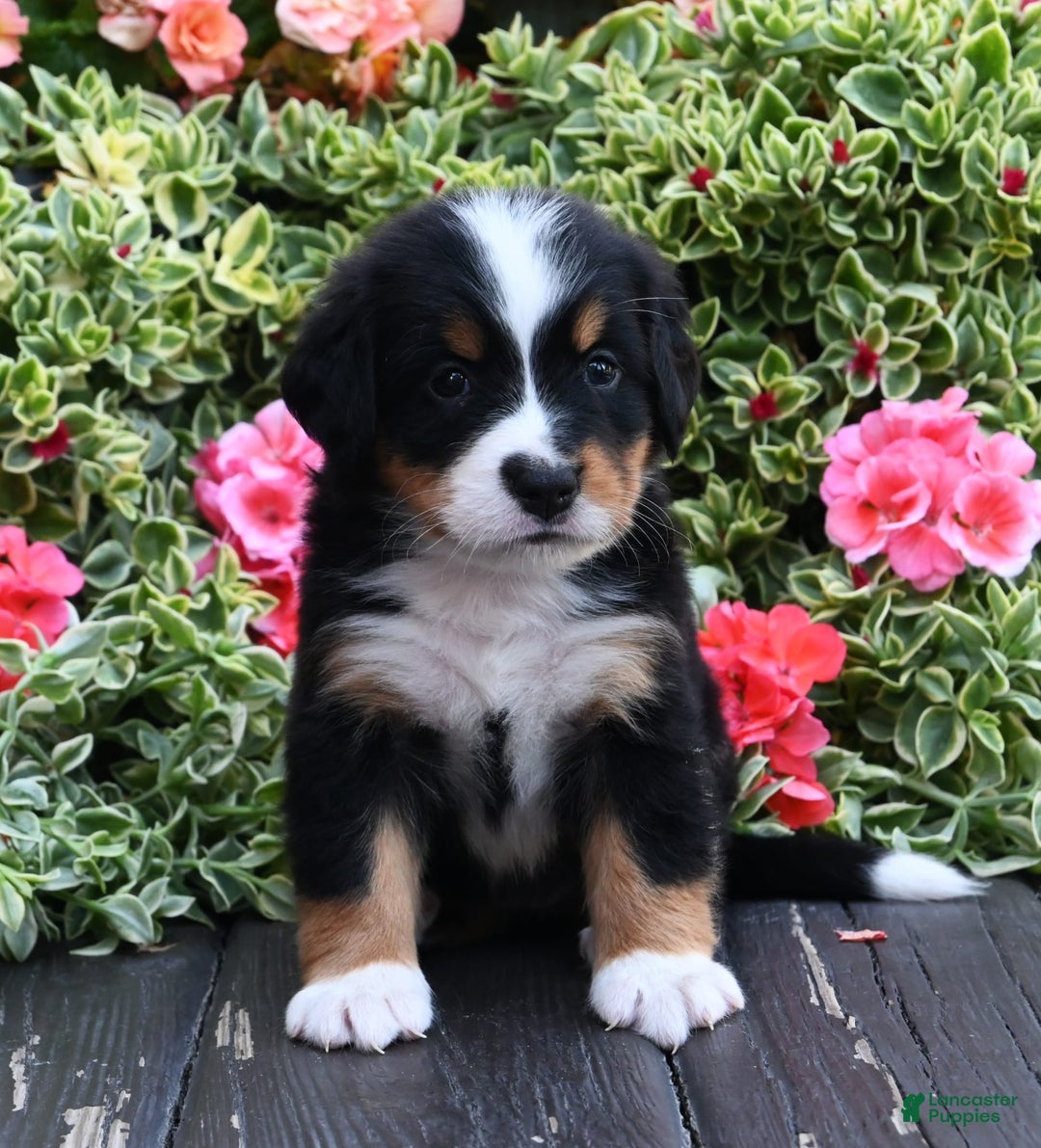 Bernese Mountain Dog dogs for sale: Ivory - Image 2