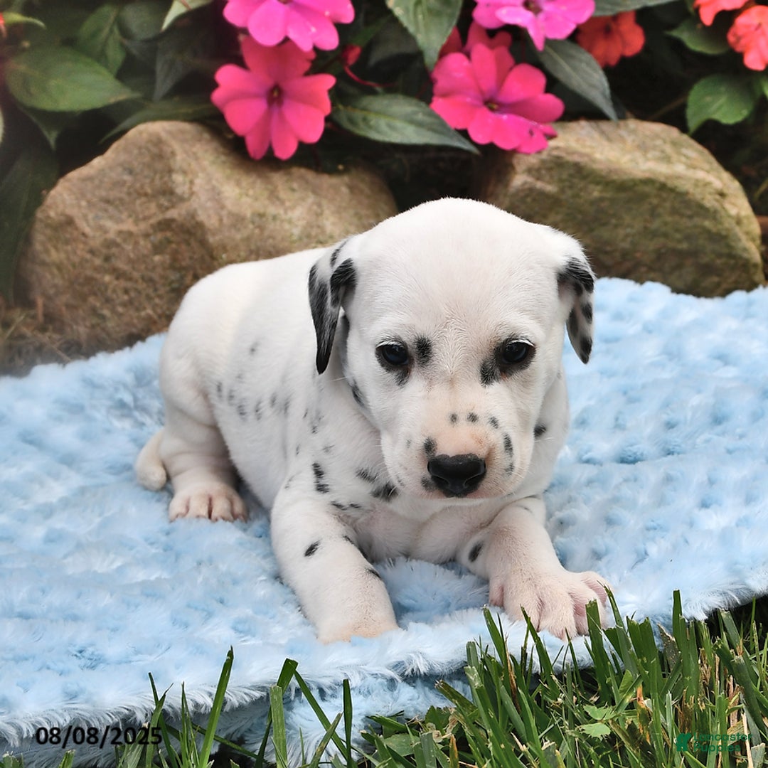 Dalmatian dogs for sale: Leo - Image 3