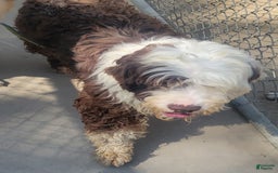 Portuguese Water Dog dogs for sale: Misty - Image 3