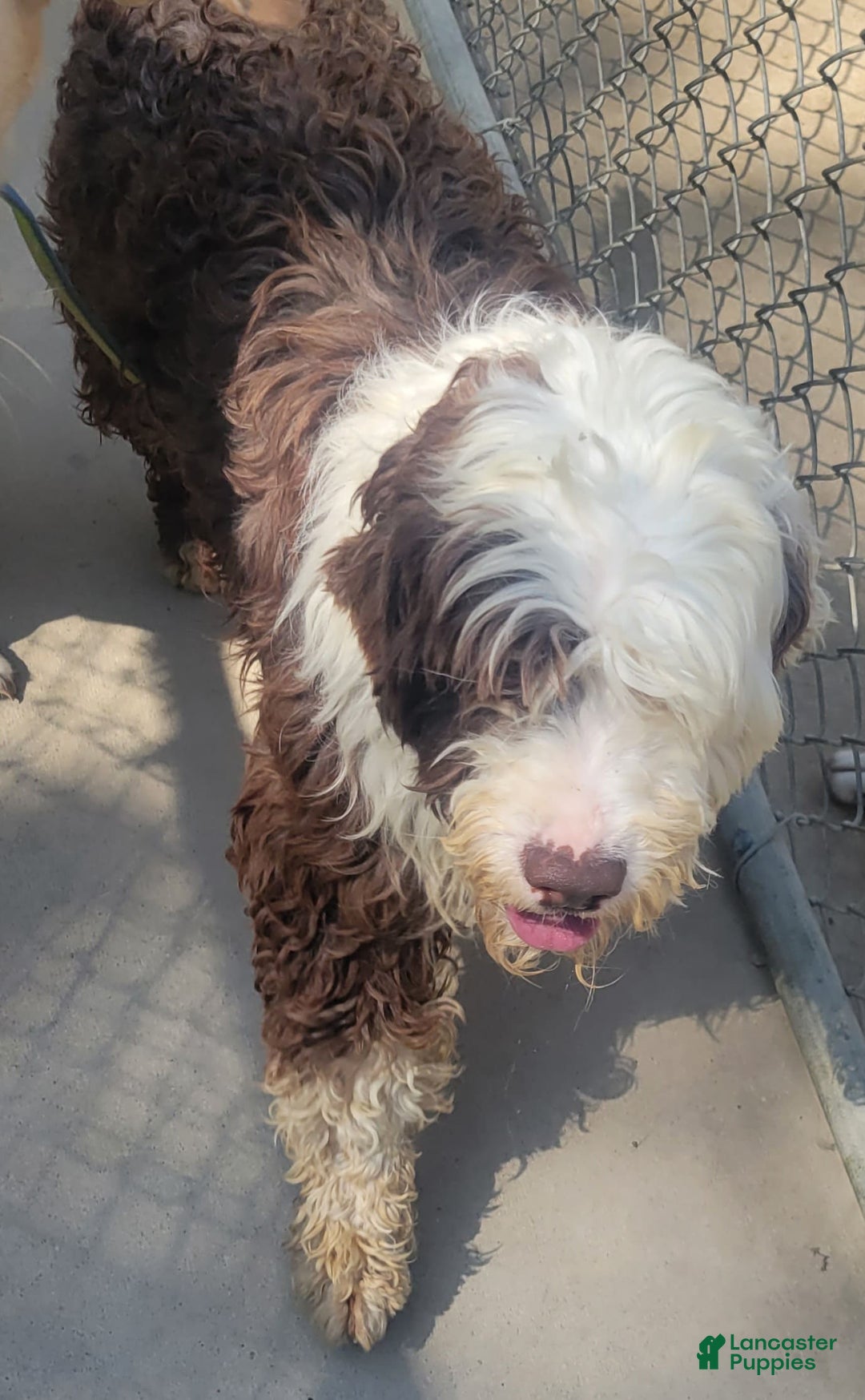 Portuguese Water Dog dogs for sale: Misty - Image 3