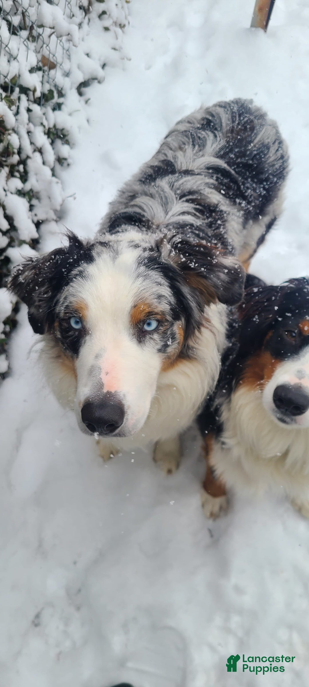 Australian Shepherd dogs for sale: Riley Fully Vaccinated - Image 17