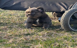 French Bulldog dogs for sale: Biscuit - Image 2