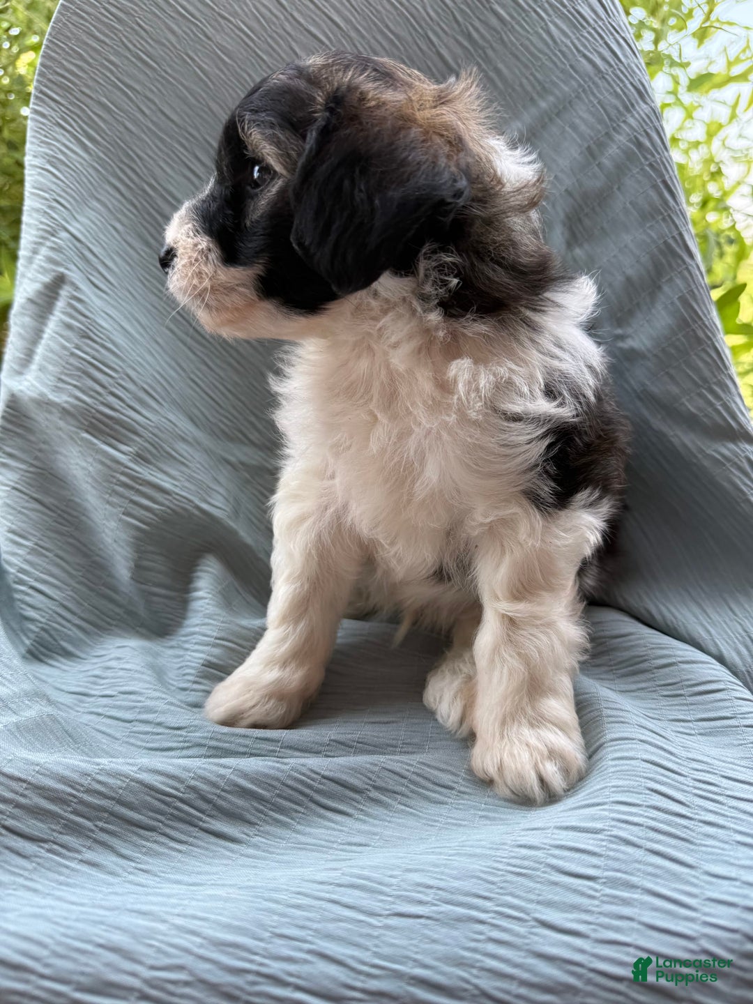 Teddy Bear dogs for sale: Evan - Image 2