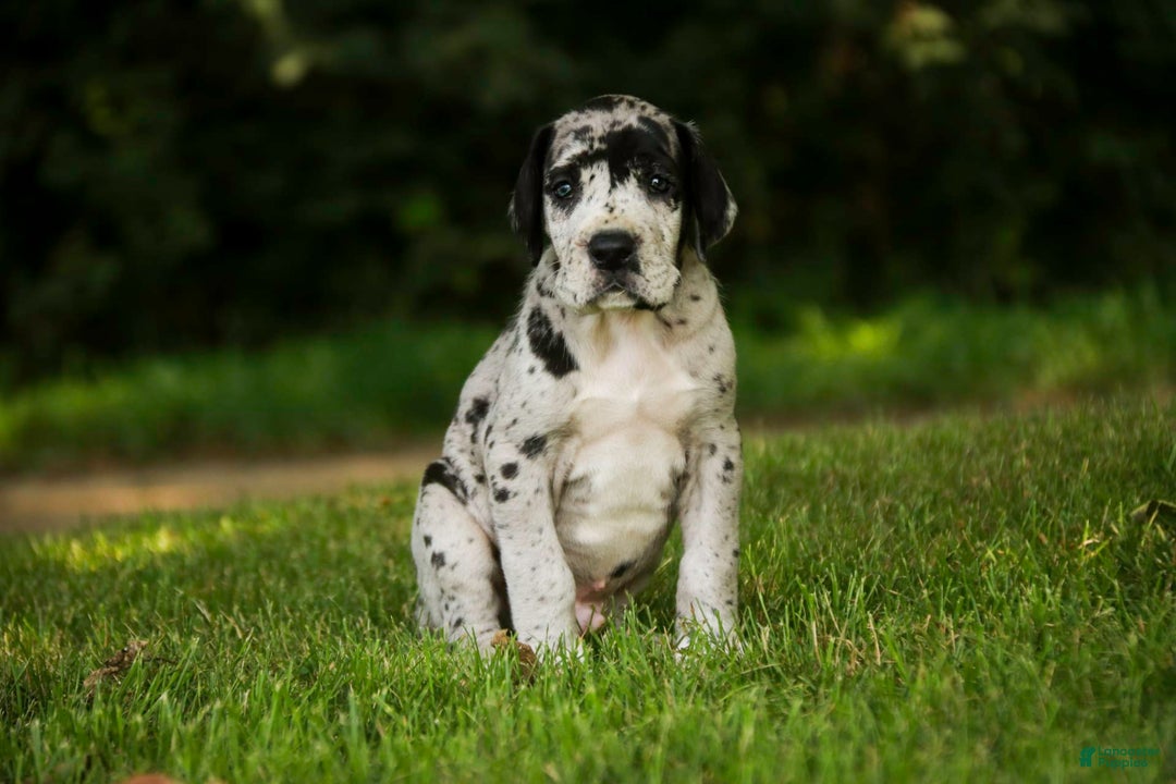Great Dane dogs for sale: Knight - Image 7