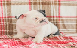 English Bulldog dogs for sale: Max - Image 9