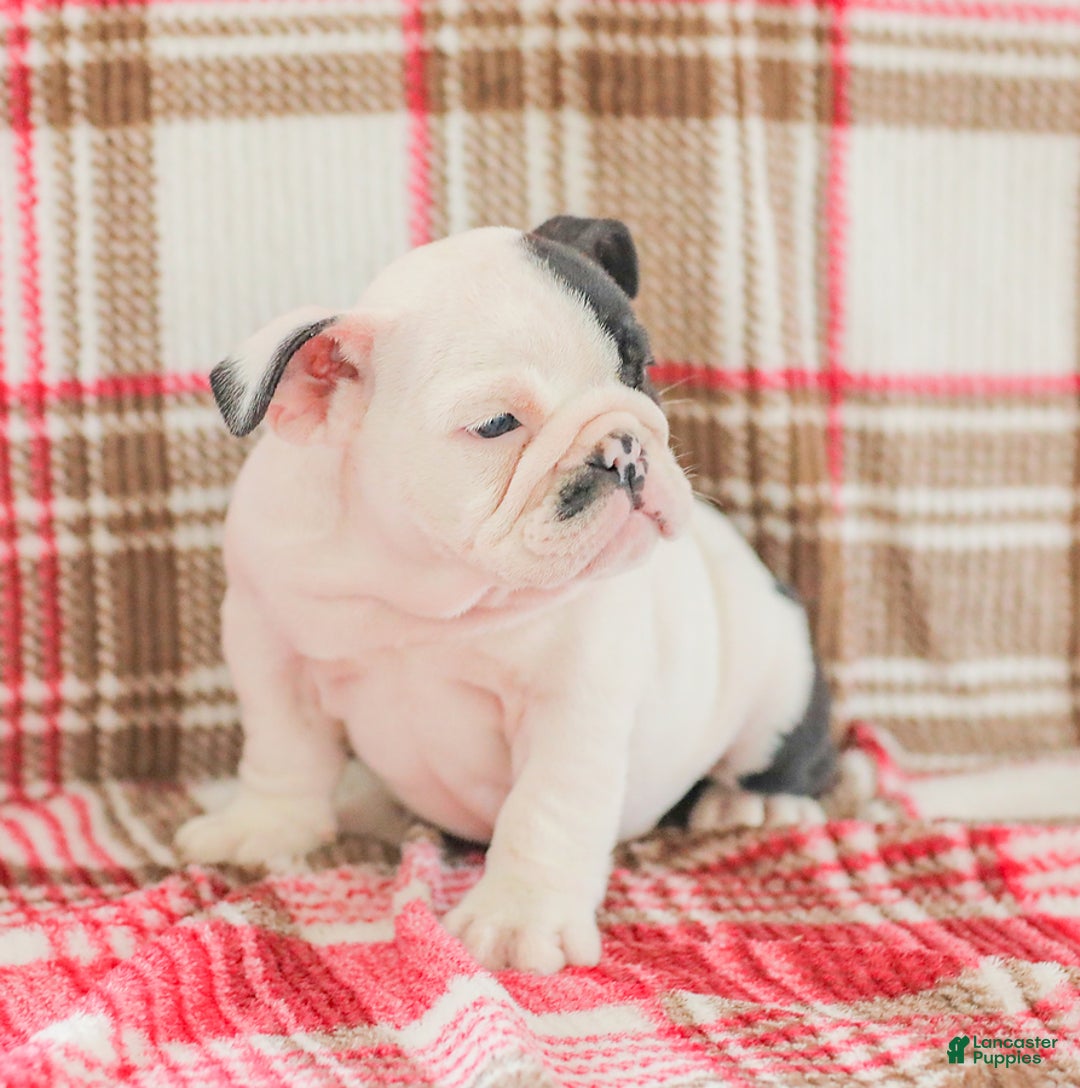 English Bulldog dogs for sale: Max - Image 9