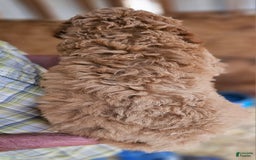 Standard Poodle dogs for sale: Ma Standard - Image 4