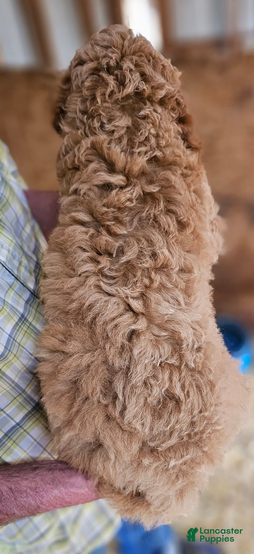 Standard Poodle dogs for sale: Ma Standard - Image 4