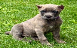 Cane Corso dogs for sale: Brynn - Image 13