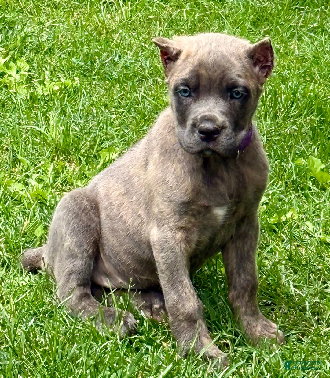 Cane Corso dogs for sale: Brynn - Image 13