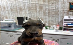 Doberman Pinscher dogs for sale: Bean - Image 1