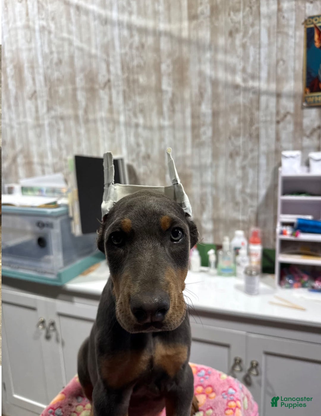 Doberman Pinscher dogs for sale: Bean - Image 1