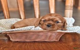 Cavalier King Charles Spaniel dogs for sale: Reba - Image 4