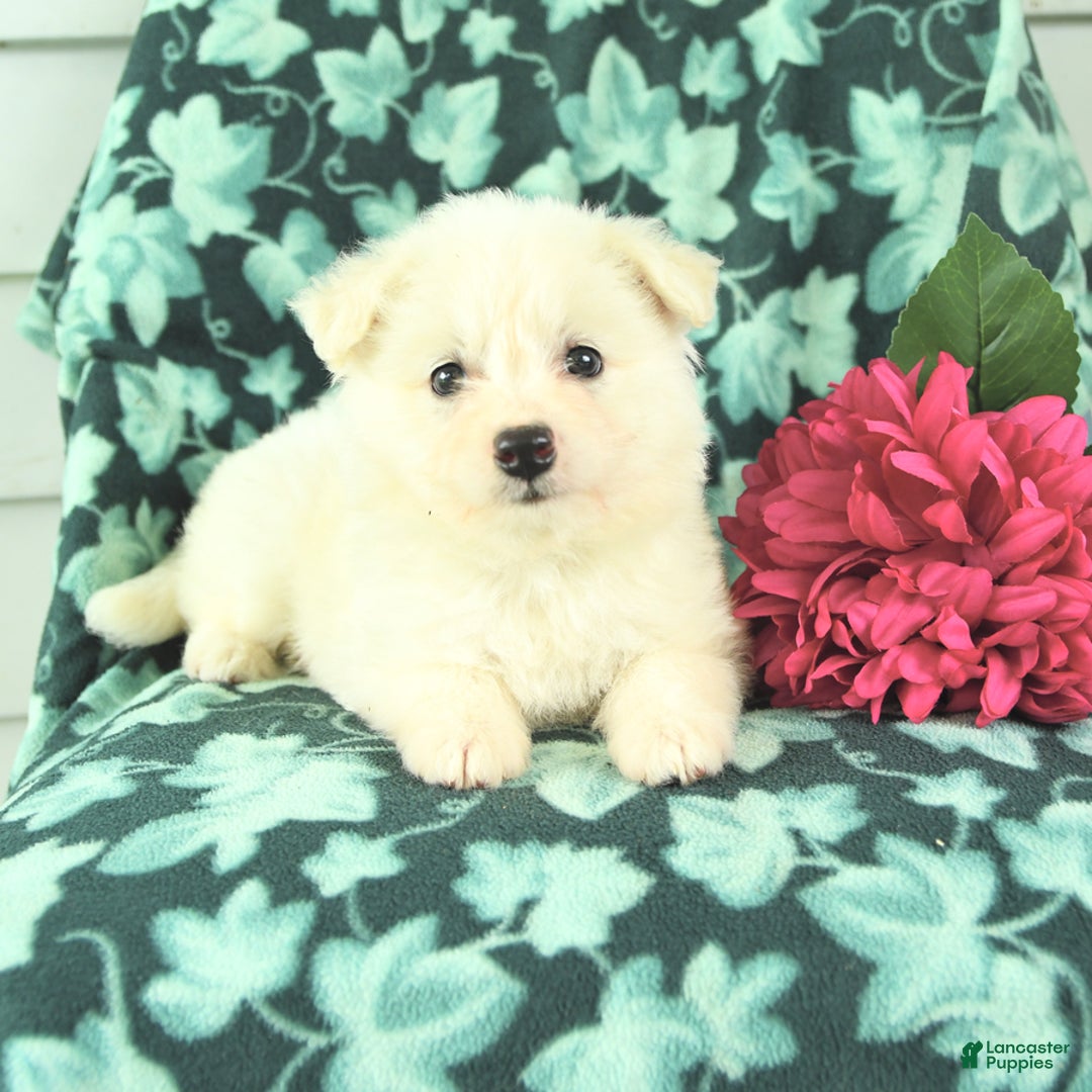 Eskipoo dogs for sale: Molly - Image 3