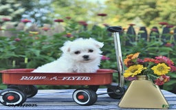 Maltese dogs for sale: Bert Extra Small - Image 3