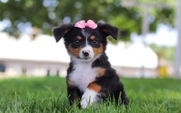 Mini Bernedoodle dogs for sale: Lucy - Image 3