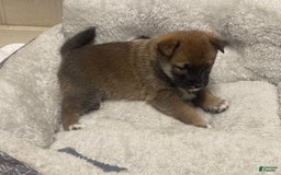 Shiba Inu dogs for sale: Hootch - Image 1