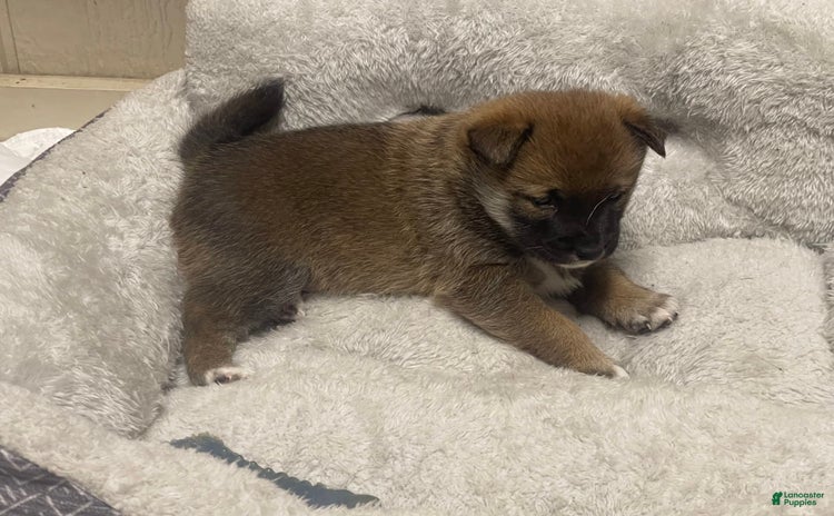 Shiba Inu dogs for sale - Ad 1