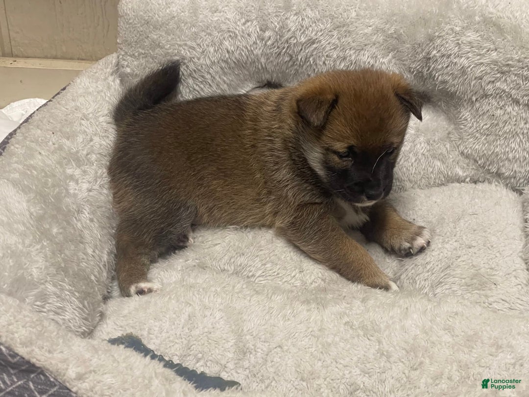 Shiba Inu dogs for sale: Hootch - Image 1
