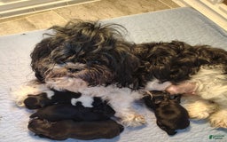 Shih Tzu dogs for sale: Armani - Image 9