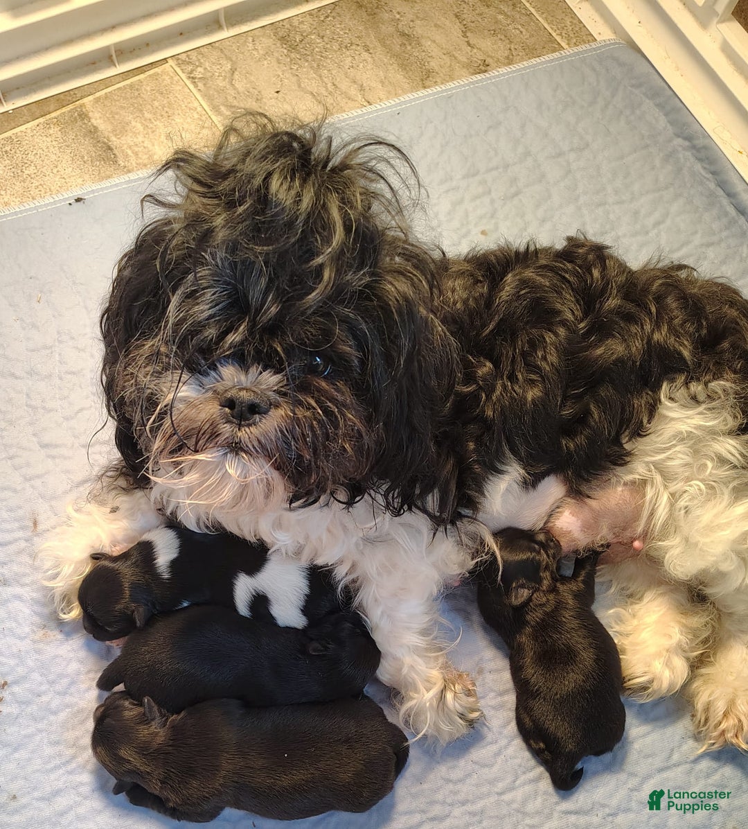 Shih Tzu dogs for sale: Armani - Image 9