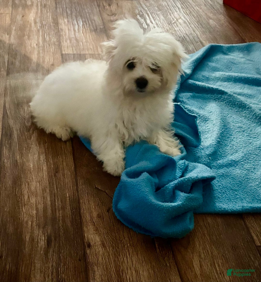 Maltipoo dogs for sale: Buddy - Image 1