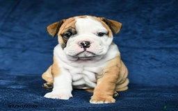 English Bulldog dogs for sale: Mary - Image 4