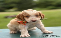 Brittany Spaniel dogs for sale: Jensen - Image 1