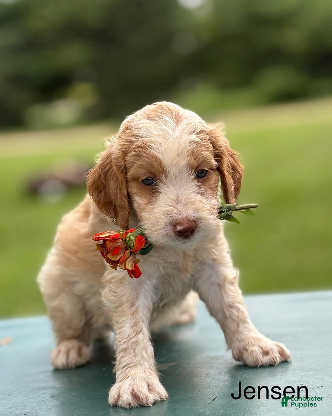 Brittany Spaniel dogs for sale: Jensen - Image 1