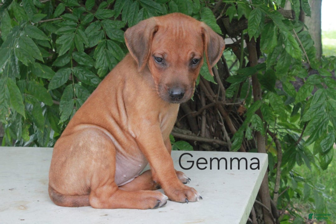 Rhodesian Ridgeback dogs for sale: Gemma - Image 3