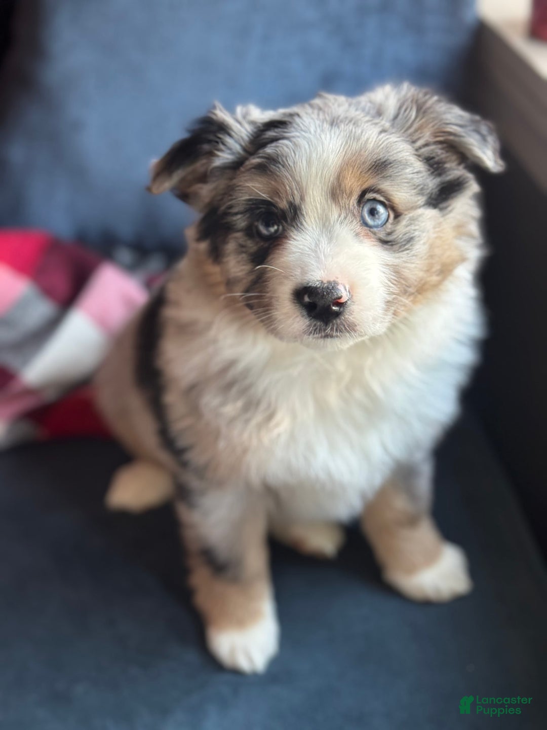 Miniature Australian Shepherd dogs for sale: Chungus - Image 5
