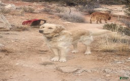Golden Retriever dogs for sale: Red Collar - Image 5