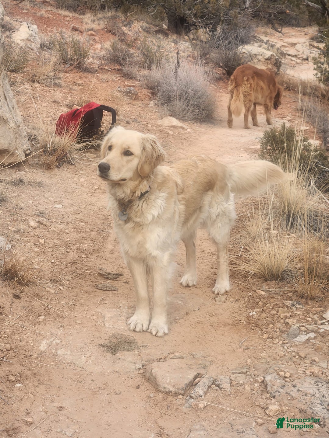 Golden Retriever dogs for sale: Red Collar - Image 5