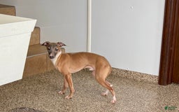 Italian Greyhound dogs for sale: Kenny - Image 5