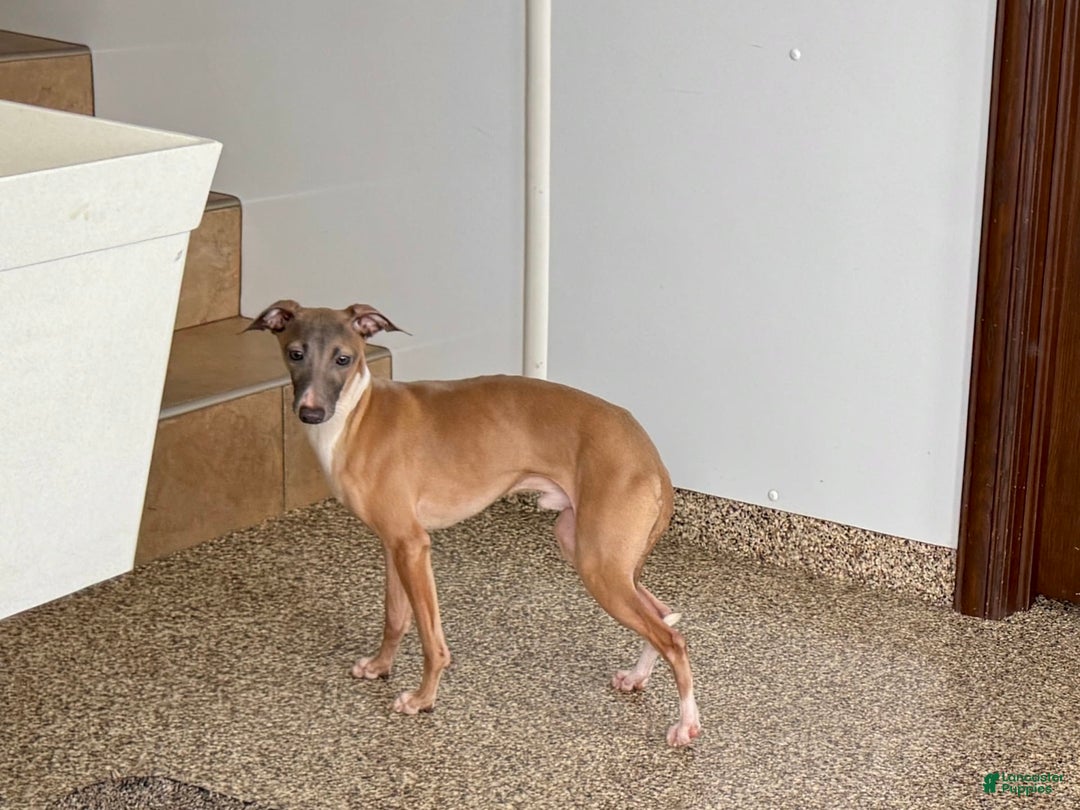 Italian Greyhound dogs for sale: Kenny - Image 5