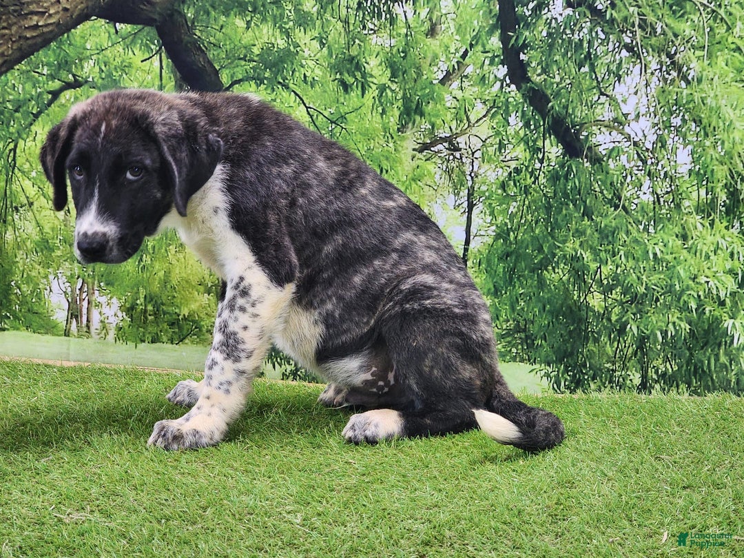 Anatolian Shepherd dogs for sale: AKC Dusty 2025 Male 4 - Image 6